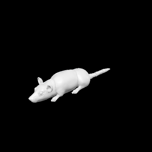 Rat